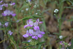Collinsia concolor