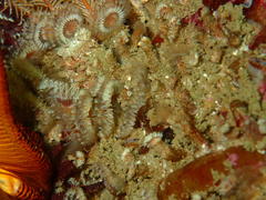 Pseudopotamilla reniformis