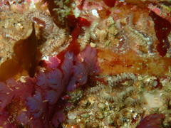 Pseudopotamilla reniformis