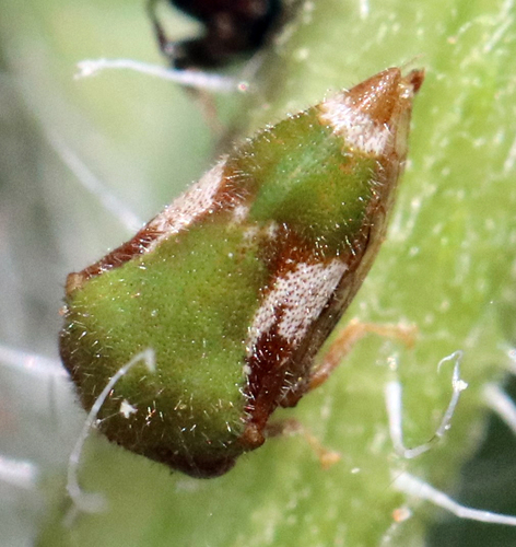 Van Duzee Treehopper photo 2
