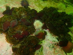 Exallosorus harveyanus