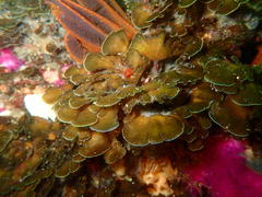 Exallosorus harveyanus