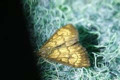 Ecpyrrhorrhoe rubiginalis