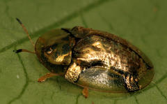 Aspidimorpha quadriremis