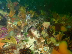 Haploblepharus pictus