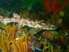 Haploblepharus pictus