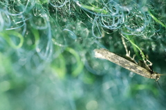 Scrobipalpa ocellatella