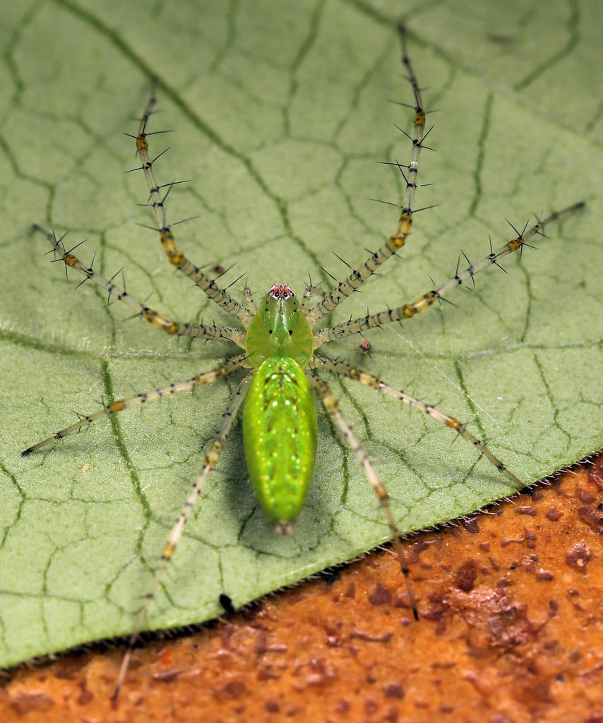 African Green Lynx Spider