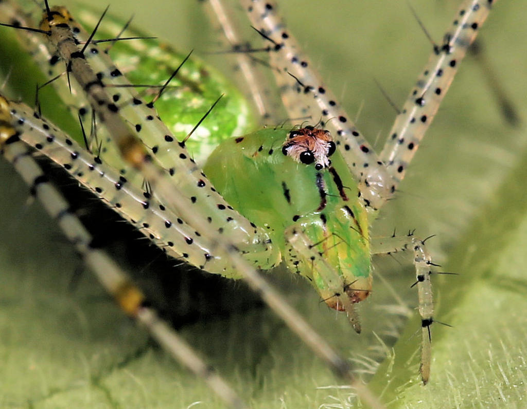 Green Lynx Spiders