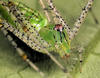 Green Lynx Spiders - Photo (c) Wynand Uys, some rights reserved (CC BY), uploaded by Wynand Uys