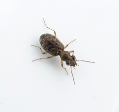 Asaphidion