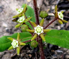 Aspidoglossum heterophyllum