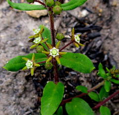 Aspidoglossum heterophyllum