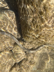 Thamnophis rufipunctatus