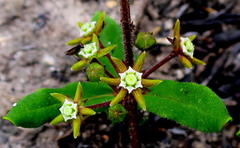 Aspidoglossum heterophyllum