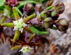 Aspidoglossum heterophyllum