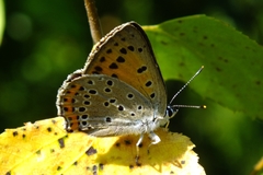 Lycaena alciphron