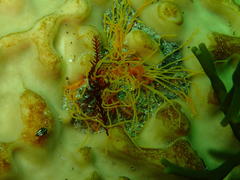 Cirriformia capensis