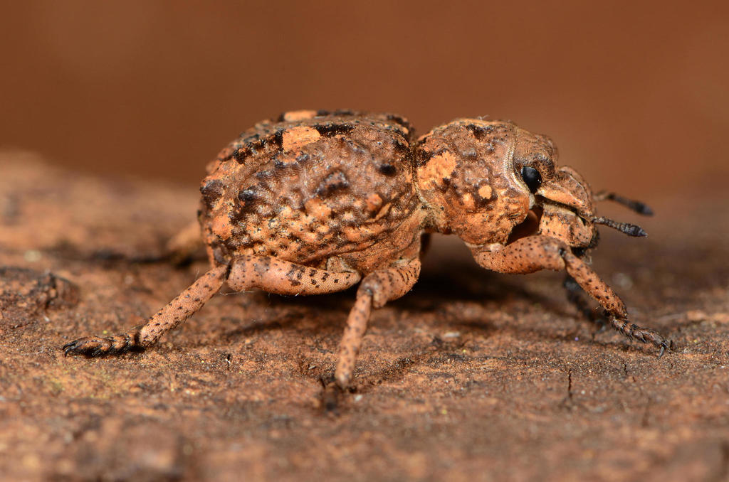 Spartecerus