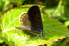 Lycaena alciphron
