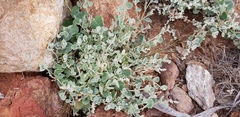 Chenopodium curvispicatum