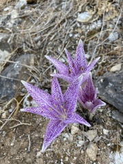 Colchicum variegatum
