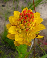 Ceratandra grandiflora