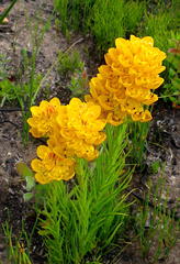 Ceratandra grandiflora