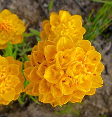 Ceratandra grandiflora