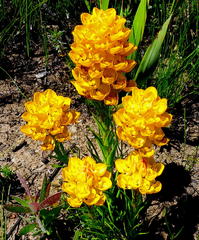 Ceratandra grandiflora