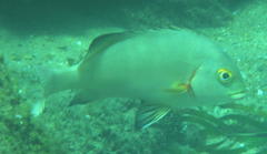 Plectorhinchus schotaf