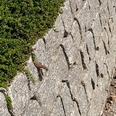 Podarcis guadarramae