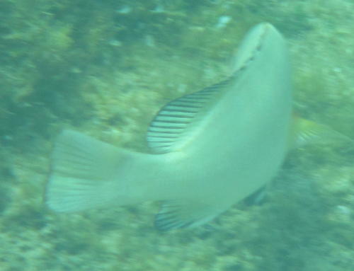 Plectorhinchus schotaf