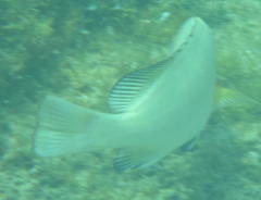Plectorhinchus schotaf