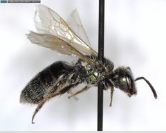 Lasioglossum incompletum
