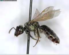 Lasioglossum incompletum