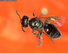 Lasioglossum incompletum