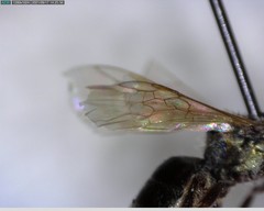 Lasioglossum incompletum