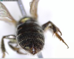 Lasioglossum incompletum