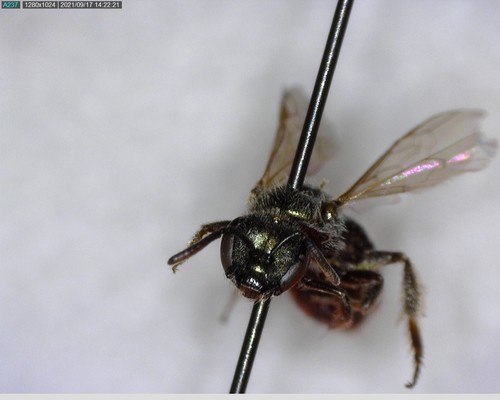 iNaturalist observation photo of Incomplete Sweat Bee