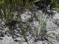 Aristea oligocephala