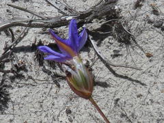 Aristea oligocephala