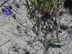 Aristea oligocephala