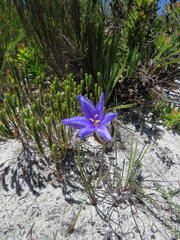 Aristea oligocephala