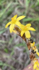 Sisyrinchium brasiliense