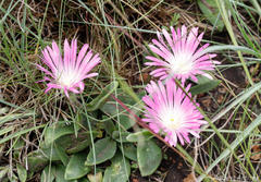 Delosperma sutherlandii