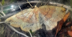 Apodrepanulatrix liberaria