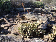 Crassula anso-lerouxiae