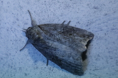 Nycteola asiatica
