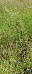Erigeron bonariensis